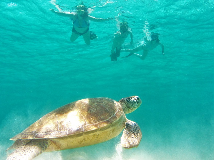 The Tobago Cays are full of turtles