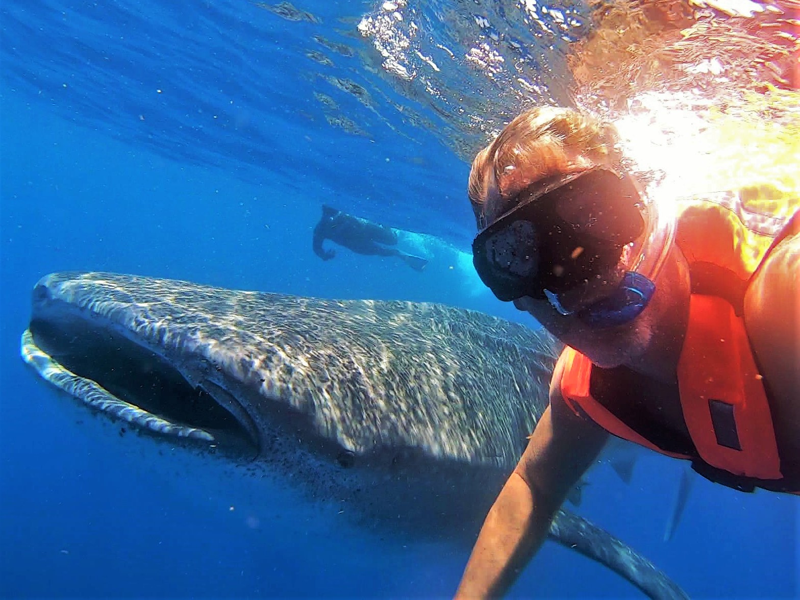 Swimming with whale sharks is quite the experience